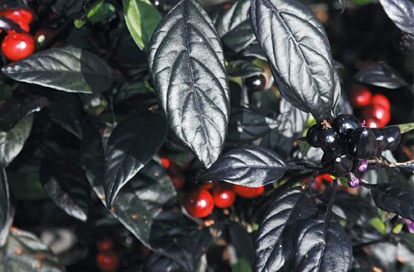 Ornamental Peppers, McDonald Garden Center